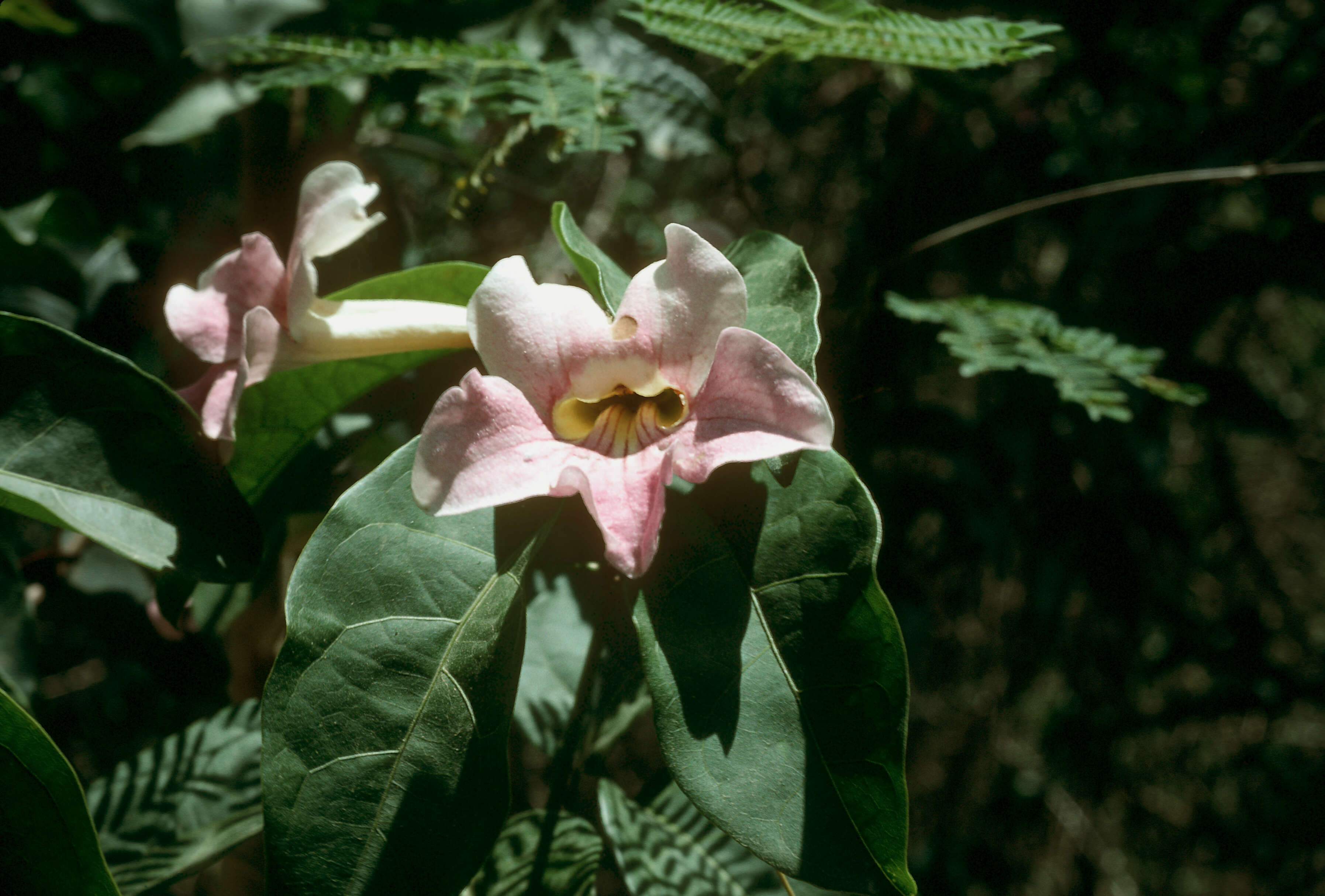 Image de Bignonia aequinoctialis L.