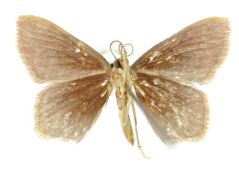 Image of <i>Calyptocome catagompha</i> Dyar