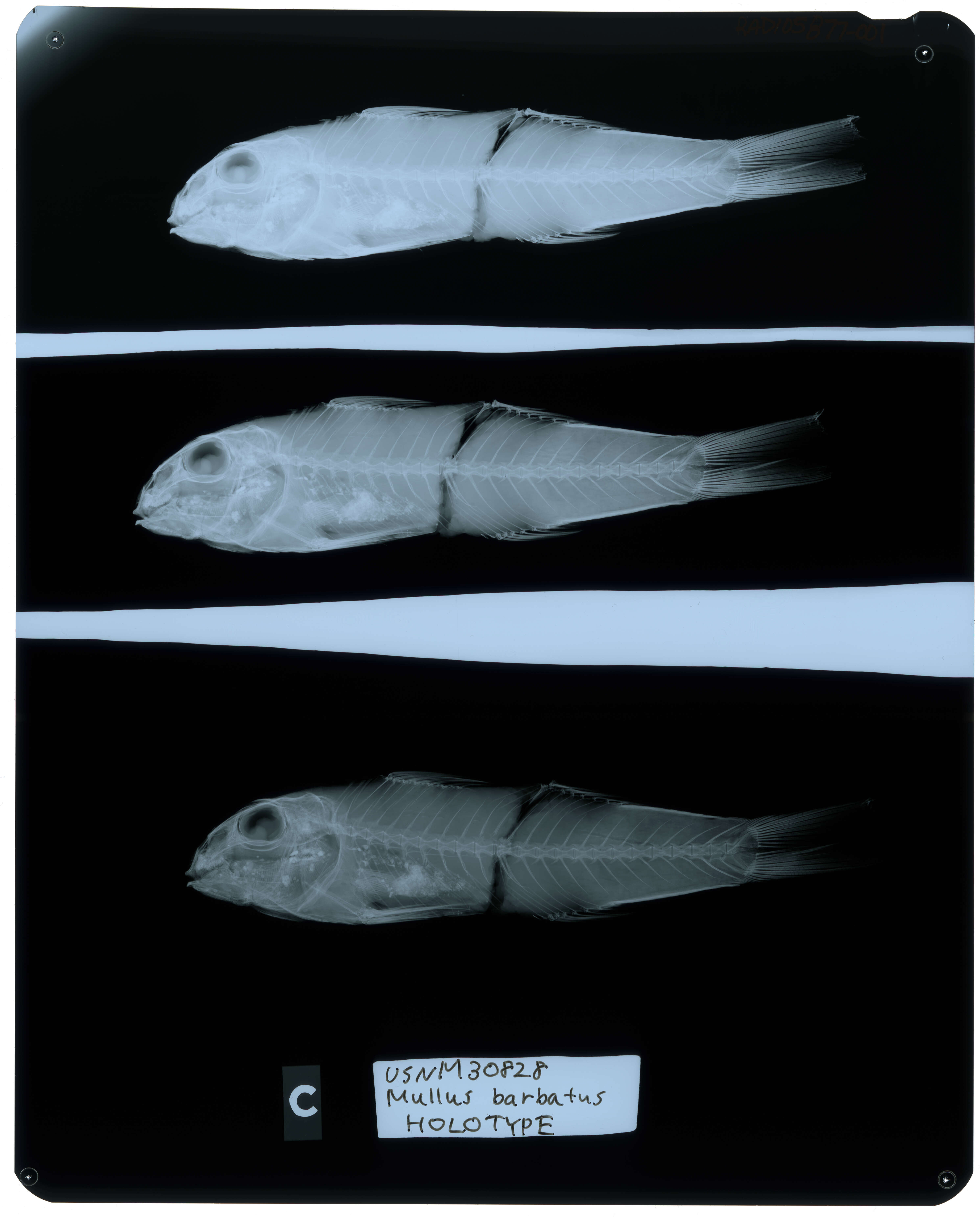 Image de Mullus barbatus auratus Jordan & Gilbert 1882