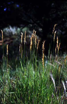 Imagem de Bromus inermis Leyss.