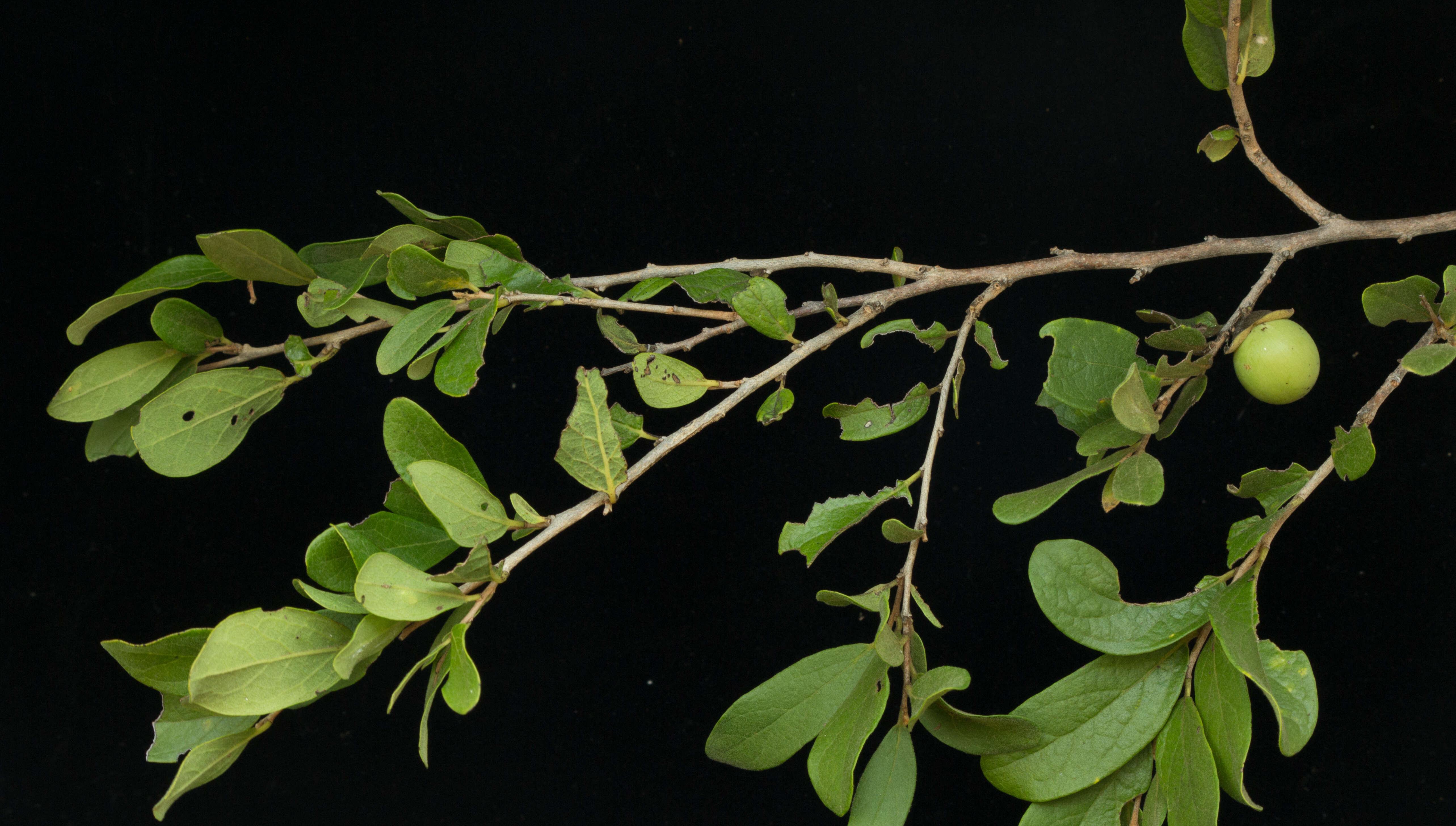 Image of Diospyros aequoris subsp. tehuantepecensis Provance, I. García & A. C. Sanders