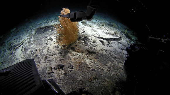 Image of Paracalyptrophora hawaiiensis Cairns 2009