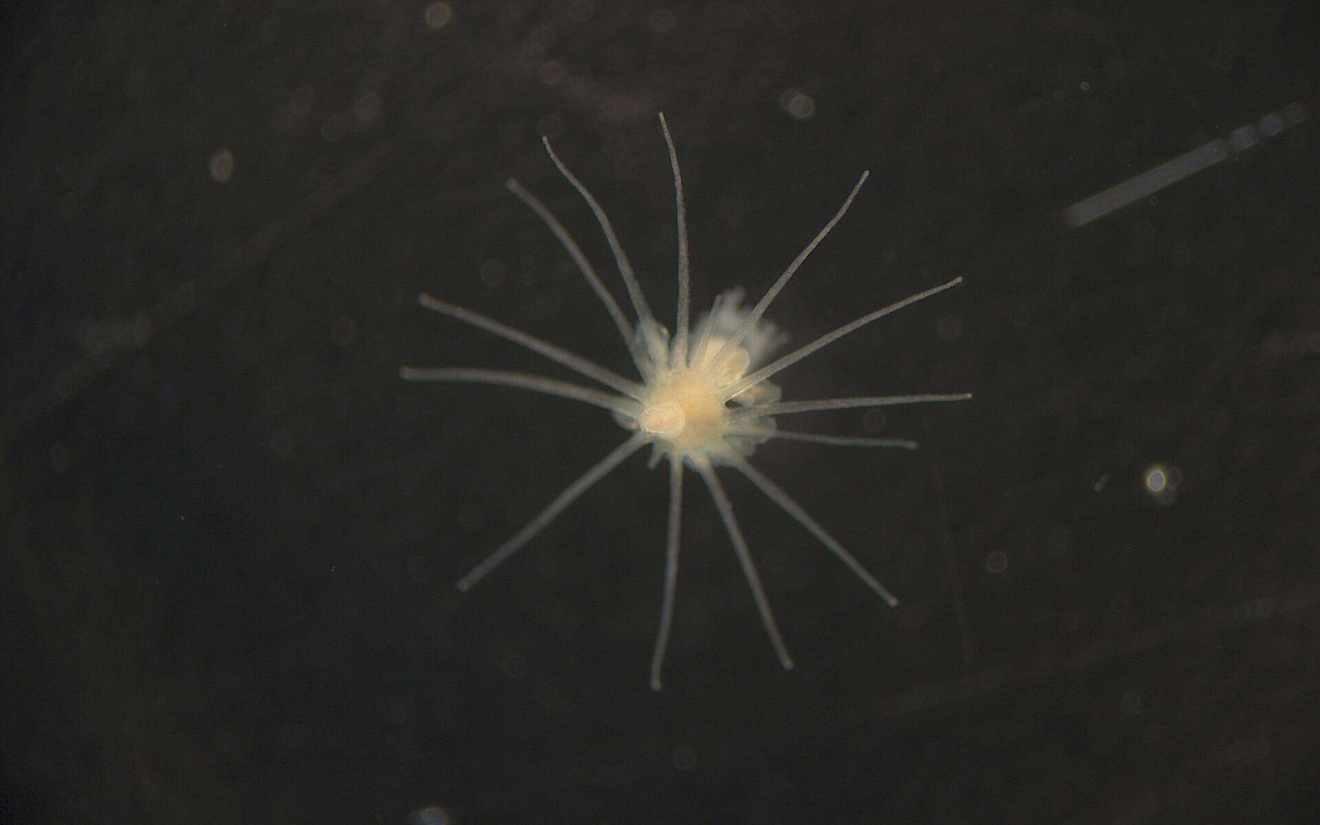 Image of Hydrozoa