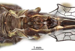 Image of Progomphus tennesseni Daigle 1996