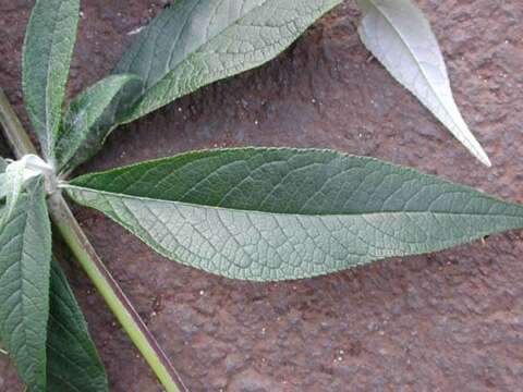 Image of butterfly-bush