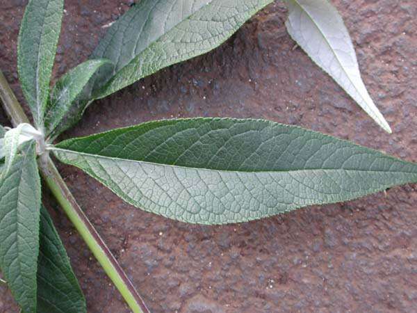 Image of butterfly-bush