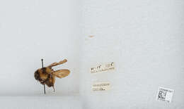 Image of Bombus trifasciatus Smith 1852