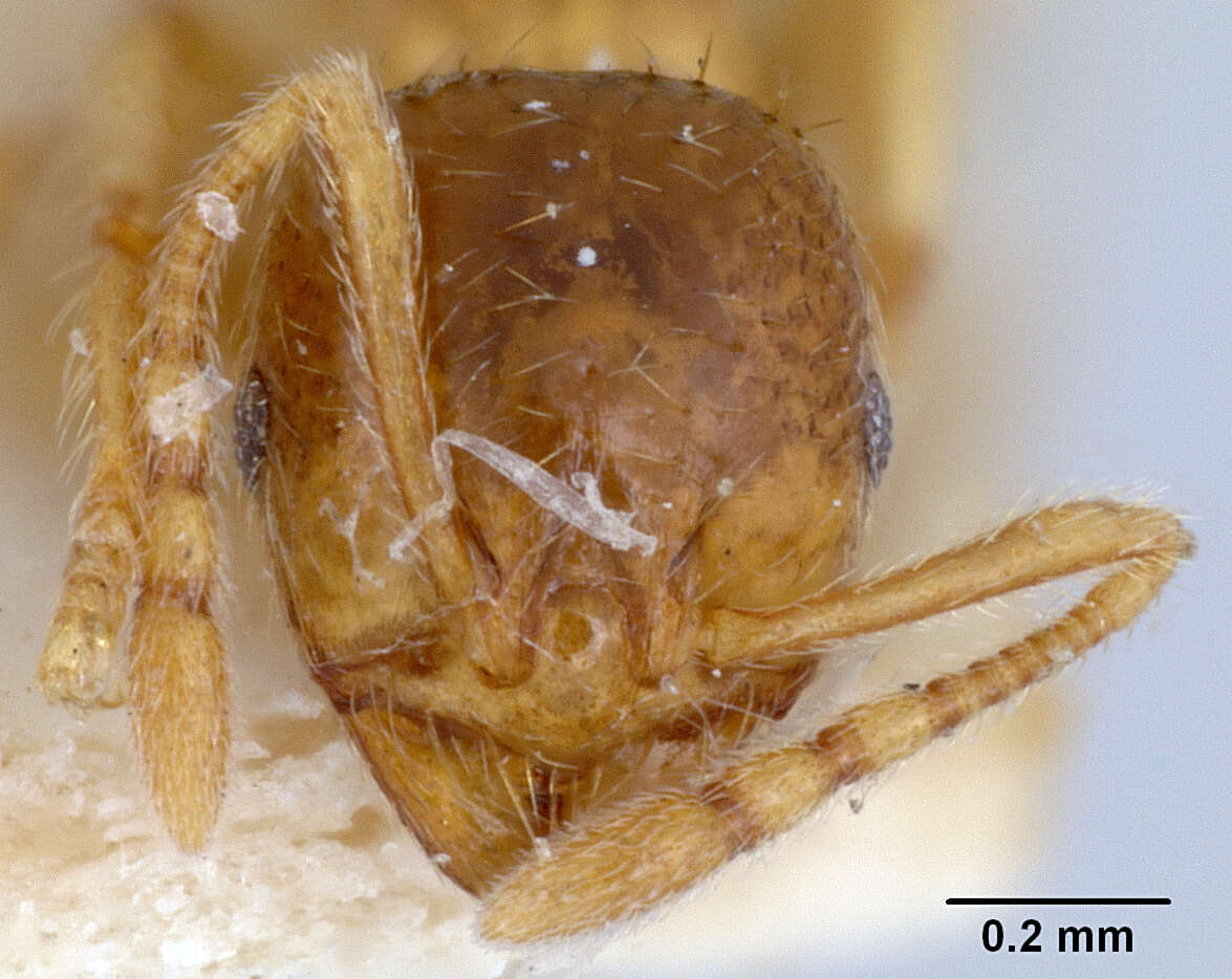 Image of Lophomyrmex quadrispinosus (Jerdon 1851)