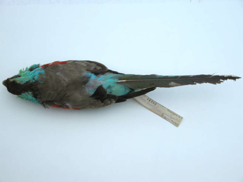 Image of Beautiful Parakeet