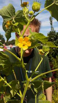 Imagem de Abutilon theophrasti Medik.