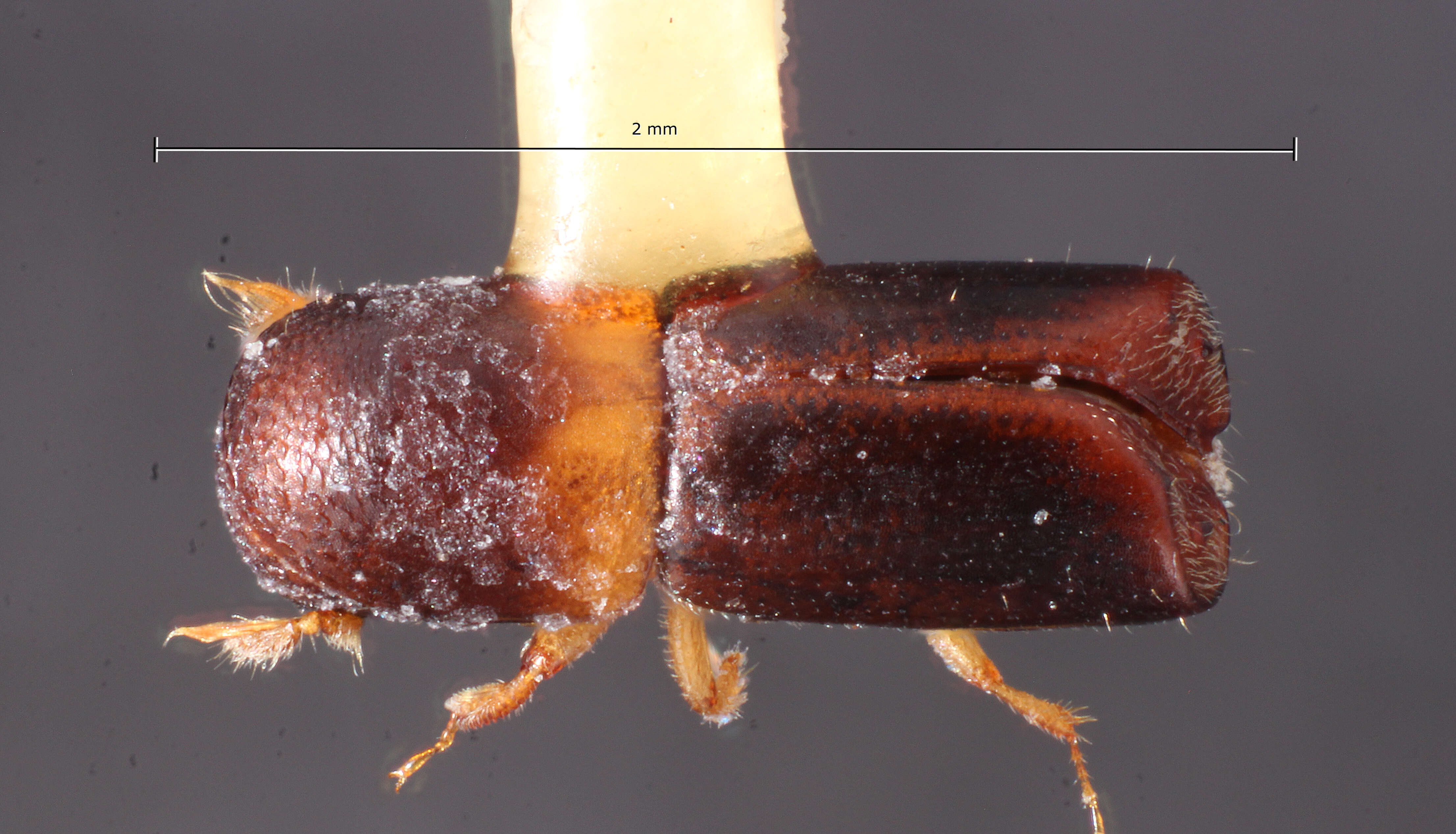 صورة Monarthrum corculum Wood 1974