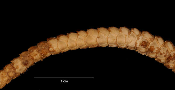 Слика од Ophioplinthus gelida (Koehler 1901)