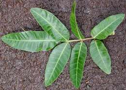 Image of Brazilian Peppertree