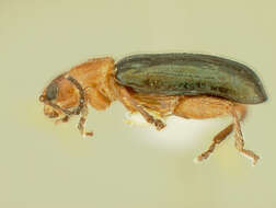 Image of Systena plicata Blatchley 1921