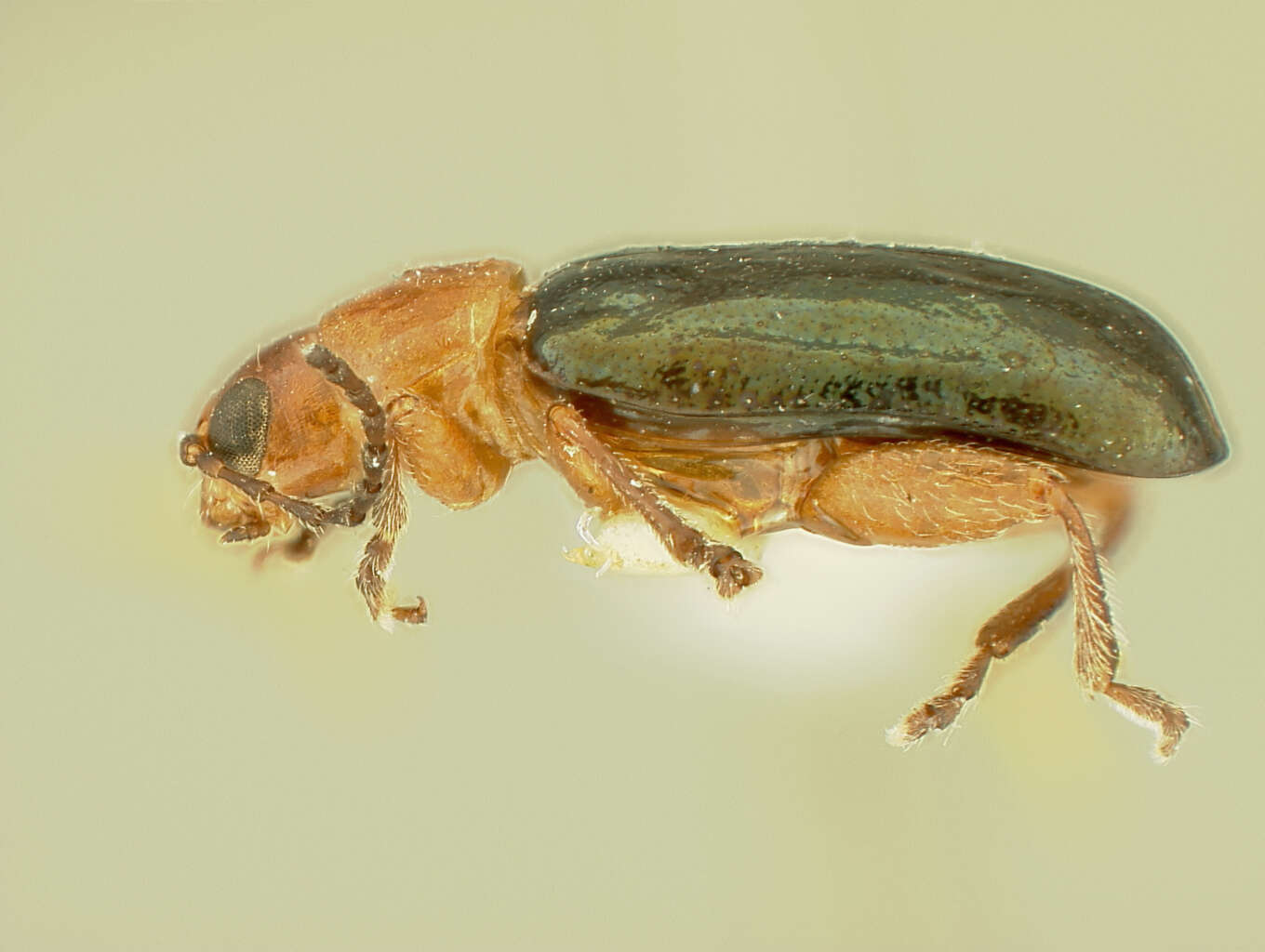 Systena plicata Blatchley 1921 resmi