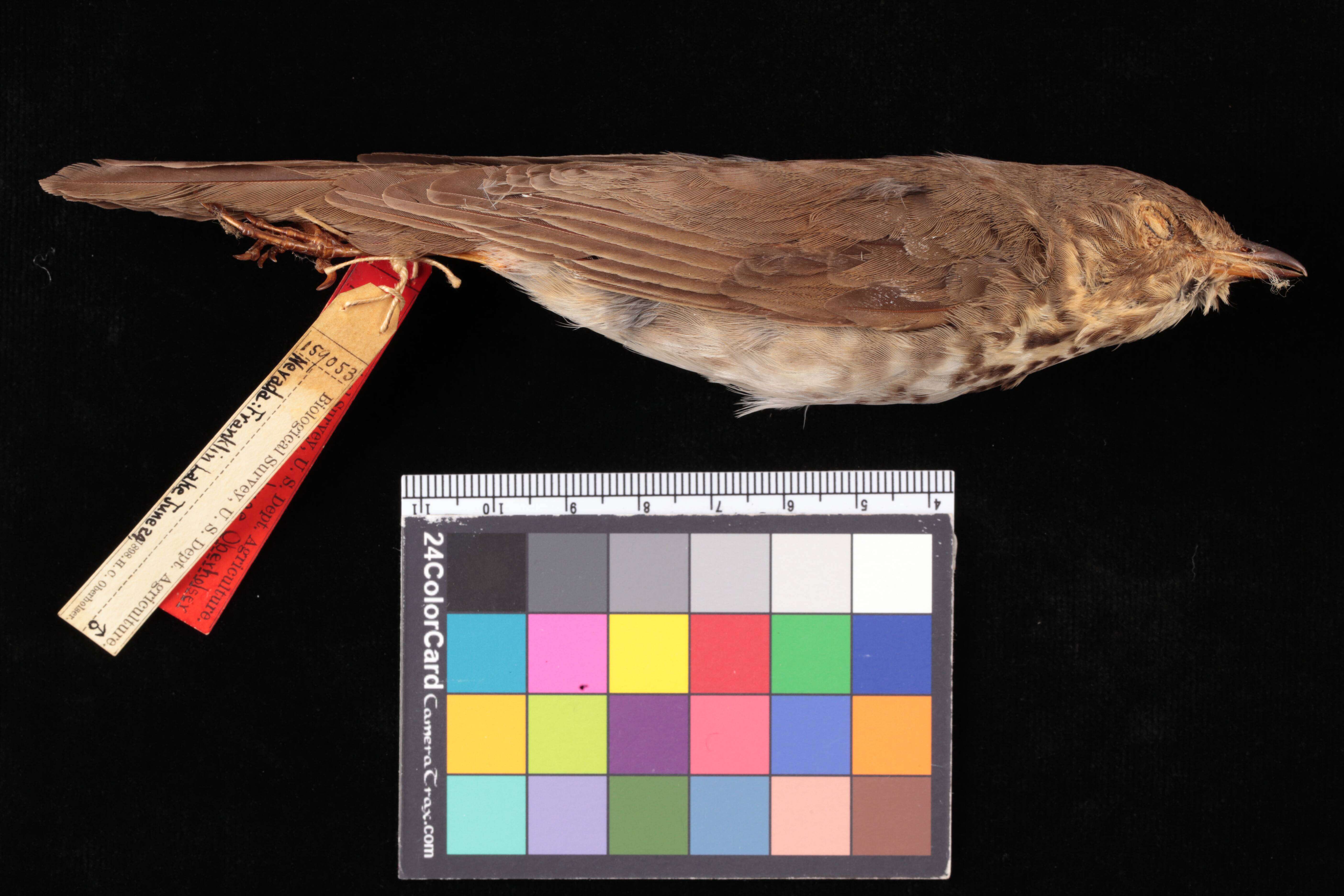 Image of Swainson's Thrush