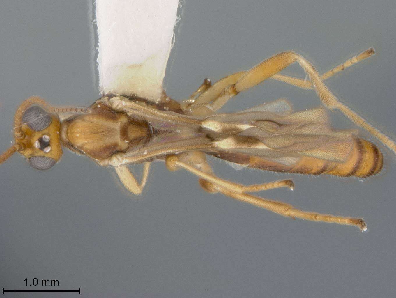 Image of Aleiodes palmatoides Marsh & Shaw 2003