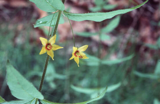 Image of whorled yellow loosestrife