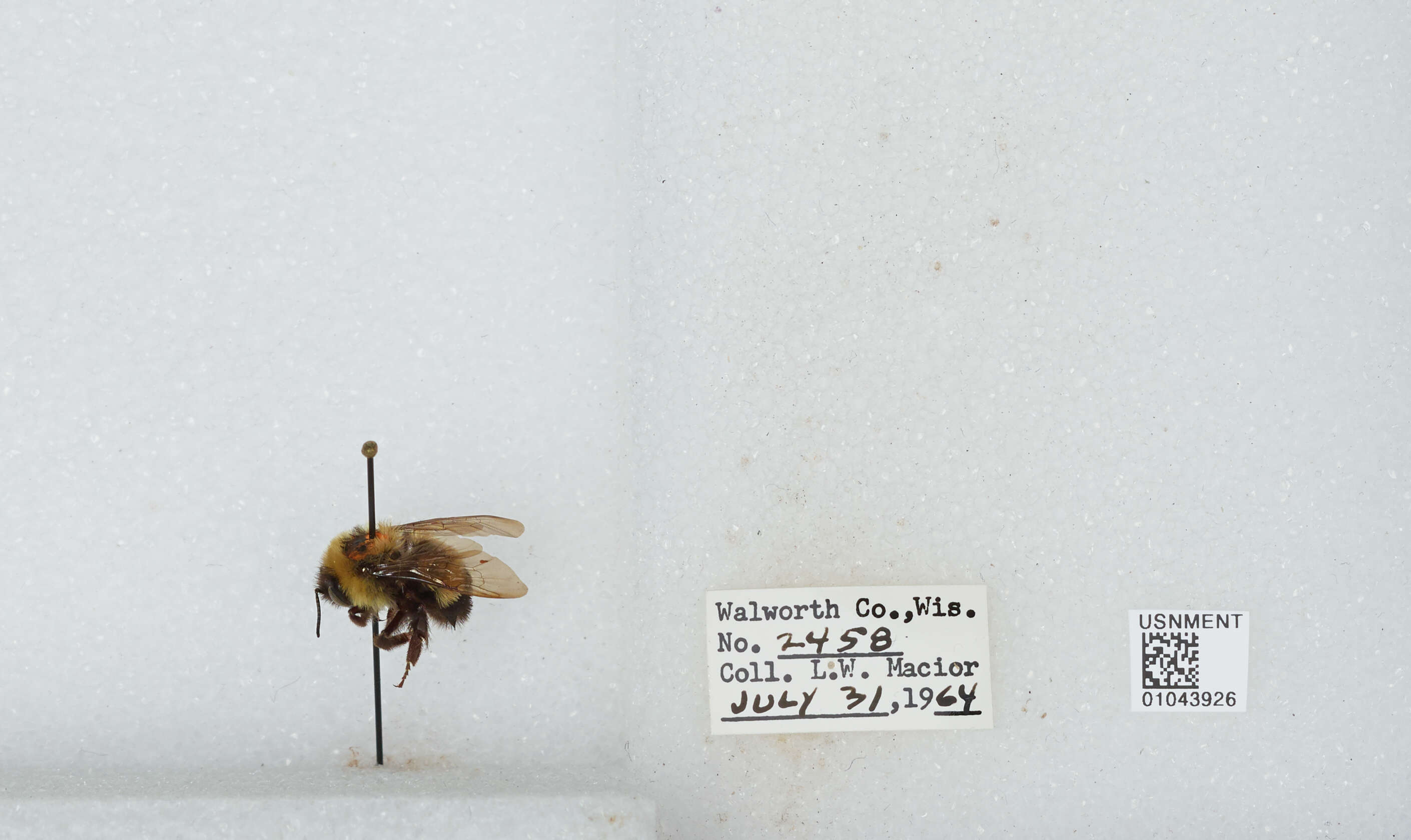 Слика од Bombus affinis Cresson 1864