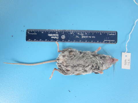 Image of Deer Mouse