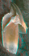 Image of Atlantic bird squid