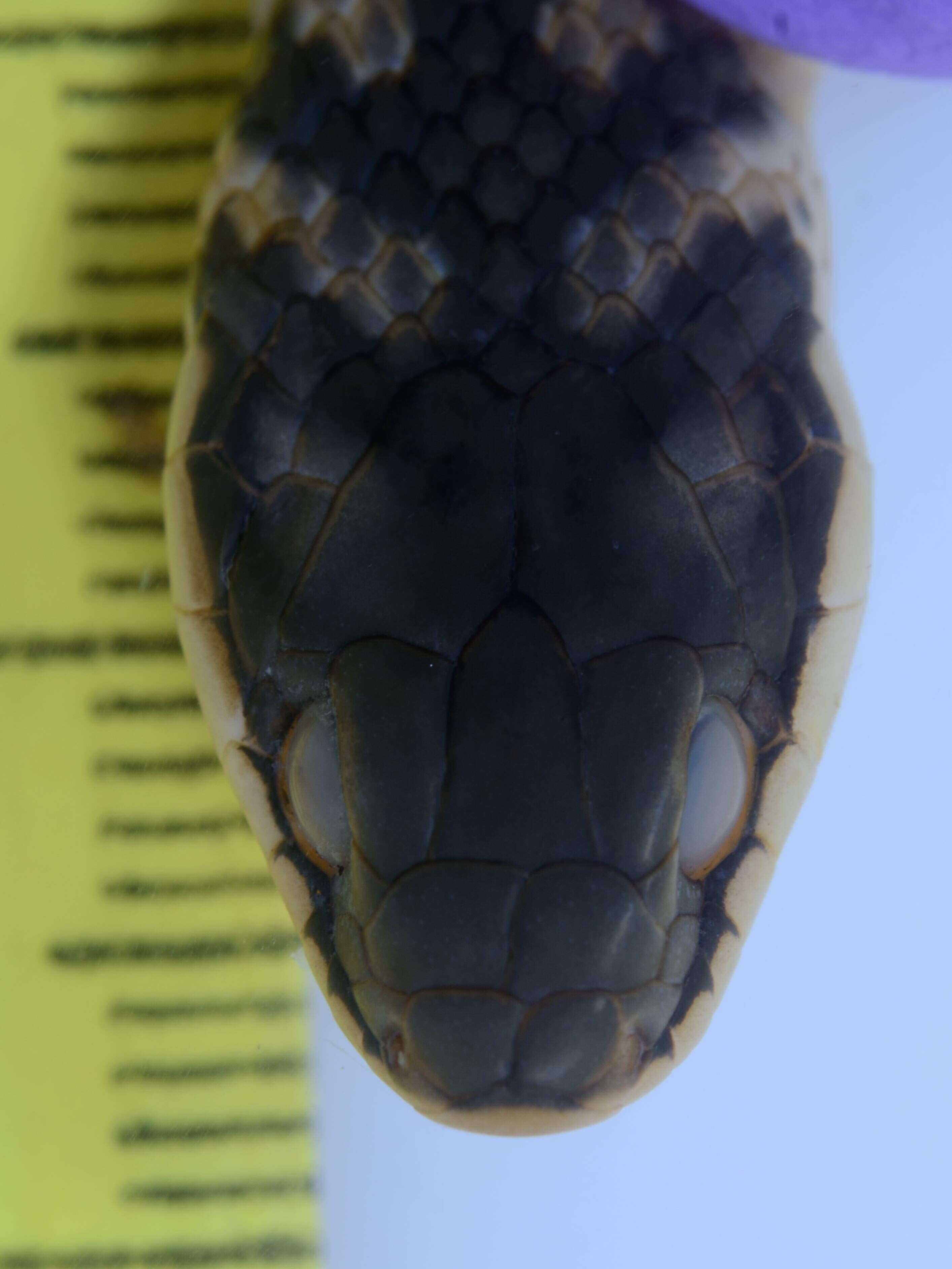 Image of Shaw's Dark Ground Snake