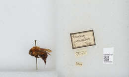 Sivun Bombus rubicundus Smith 1854 kuva