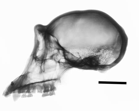 Image de Pan troglodytes verus Schwarz 1934