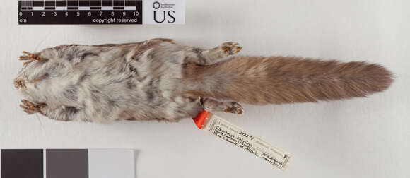 Image of Carolina northern flying squirrel