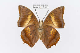 Imagem de Charaxes bernardus Fabricius 1793