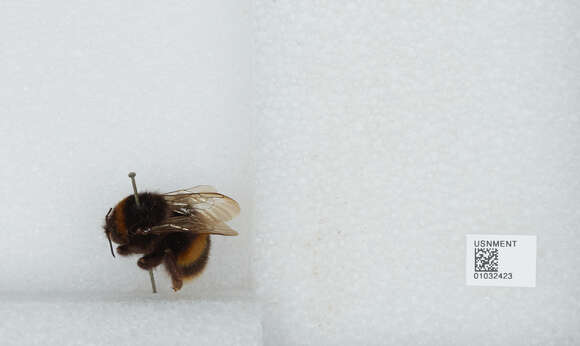 Image of Buff-tailed bumblebee