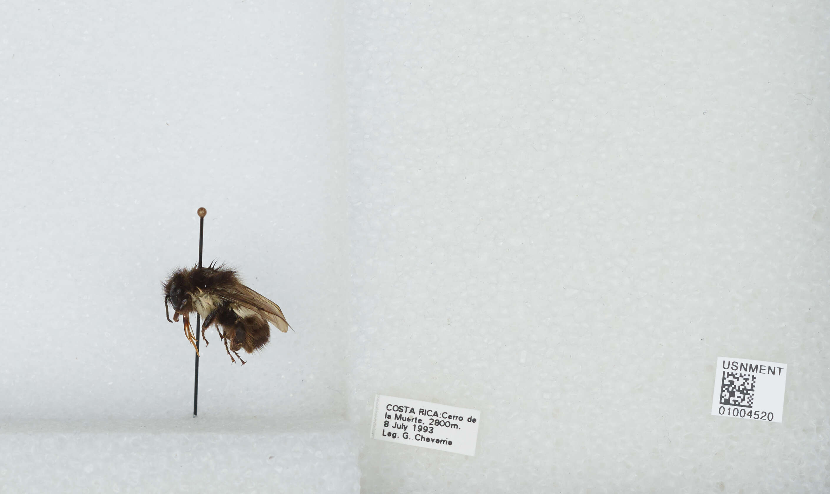 Image of Bombus ephippiatus Say 1837