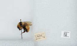 Слика од Bombus huntii Greene 1860