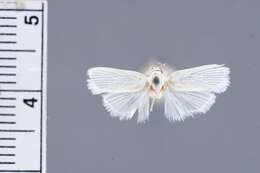 Image of Metathrinca iridostoma Diakonoff 1967