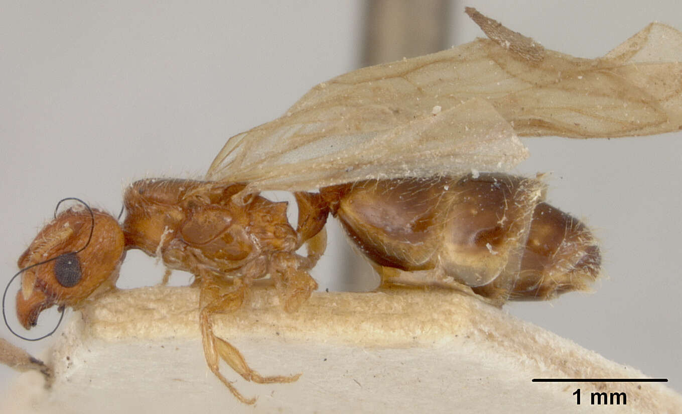 Image of Pheidole rinae tipuna Forel 1912