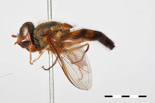 Image de Syrphus dalhousiae Ghorpade 1994