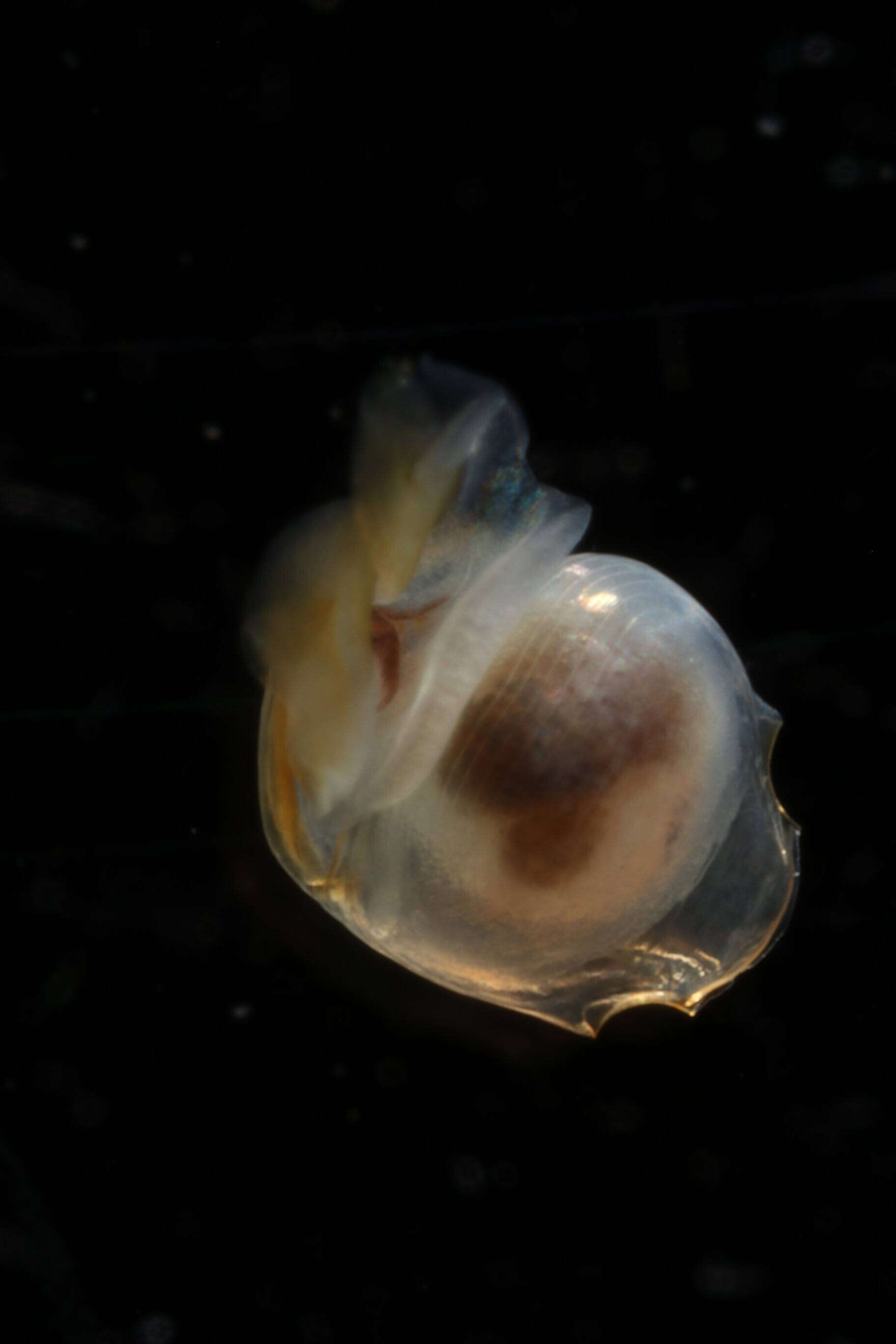 Image of Telodiacria Rampal 2019