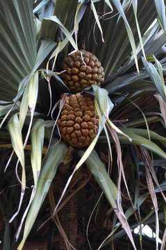 Image of Tahitian screwpine