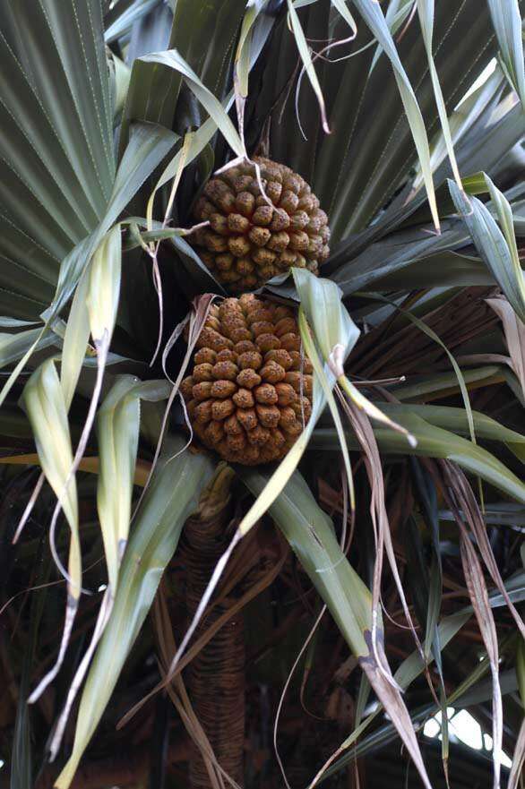 Image of Tahitian screwpine