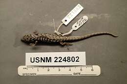 Image of Terrestrial Arboreal Alligator Lizard