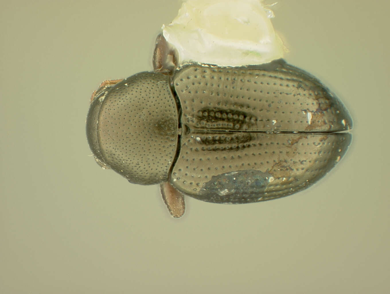 Image of Chaetocnema truncata R. White 1996