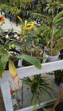 Image of Bulbophyllum makoyanum (Rchb. fil.) Ridl.