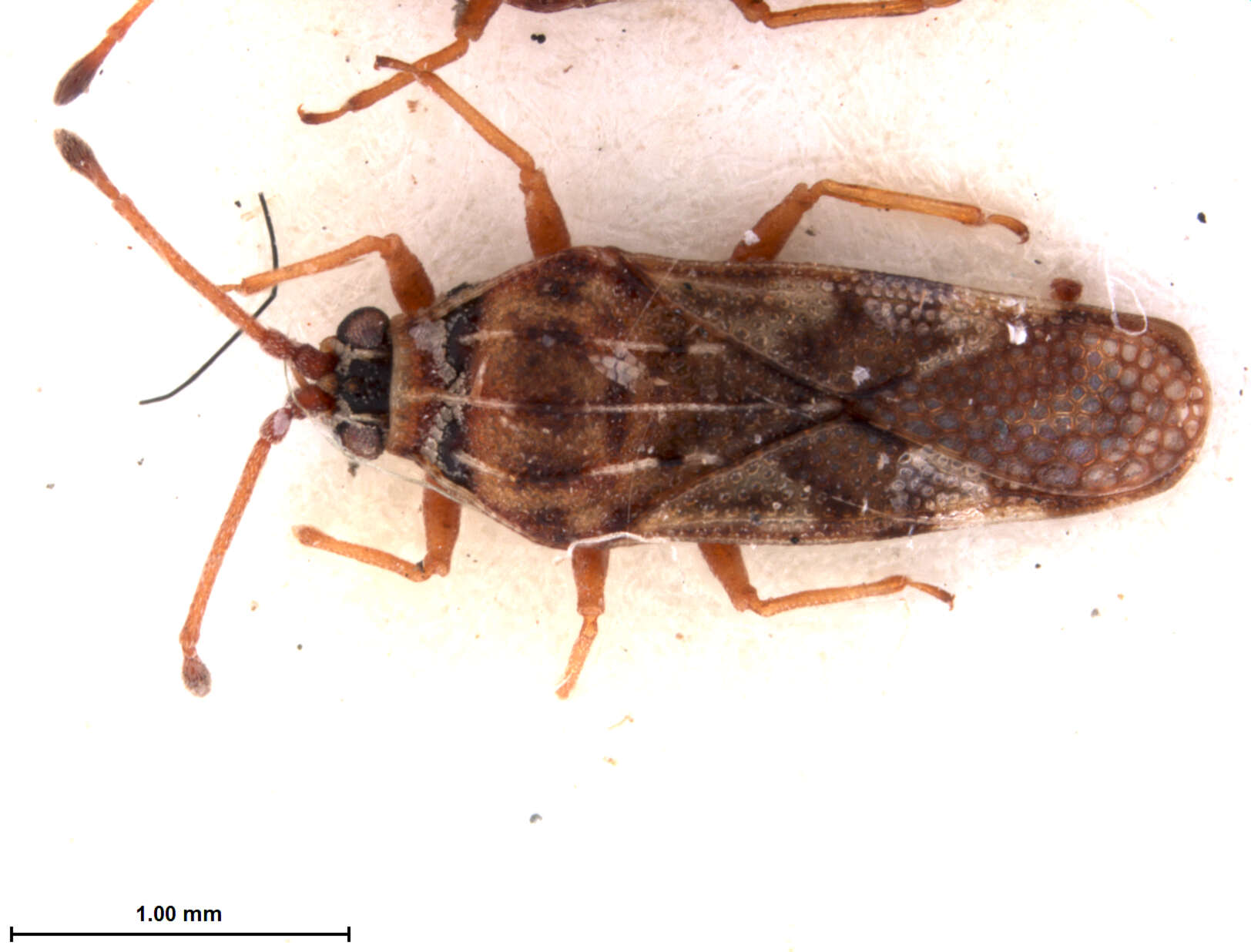 Image of Eritingis aporema Drake & Ruhoff 1962