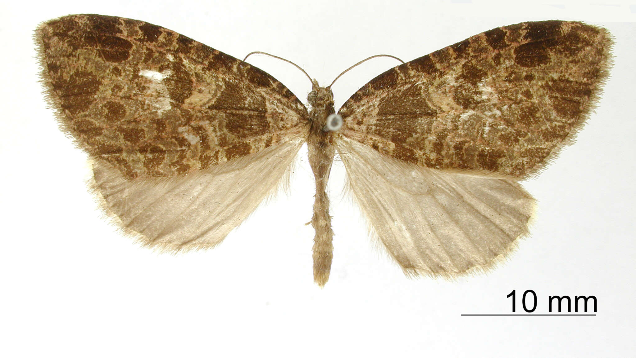 Image of Erebochlora fusimacula Dognin 1911