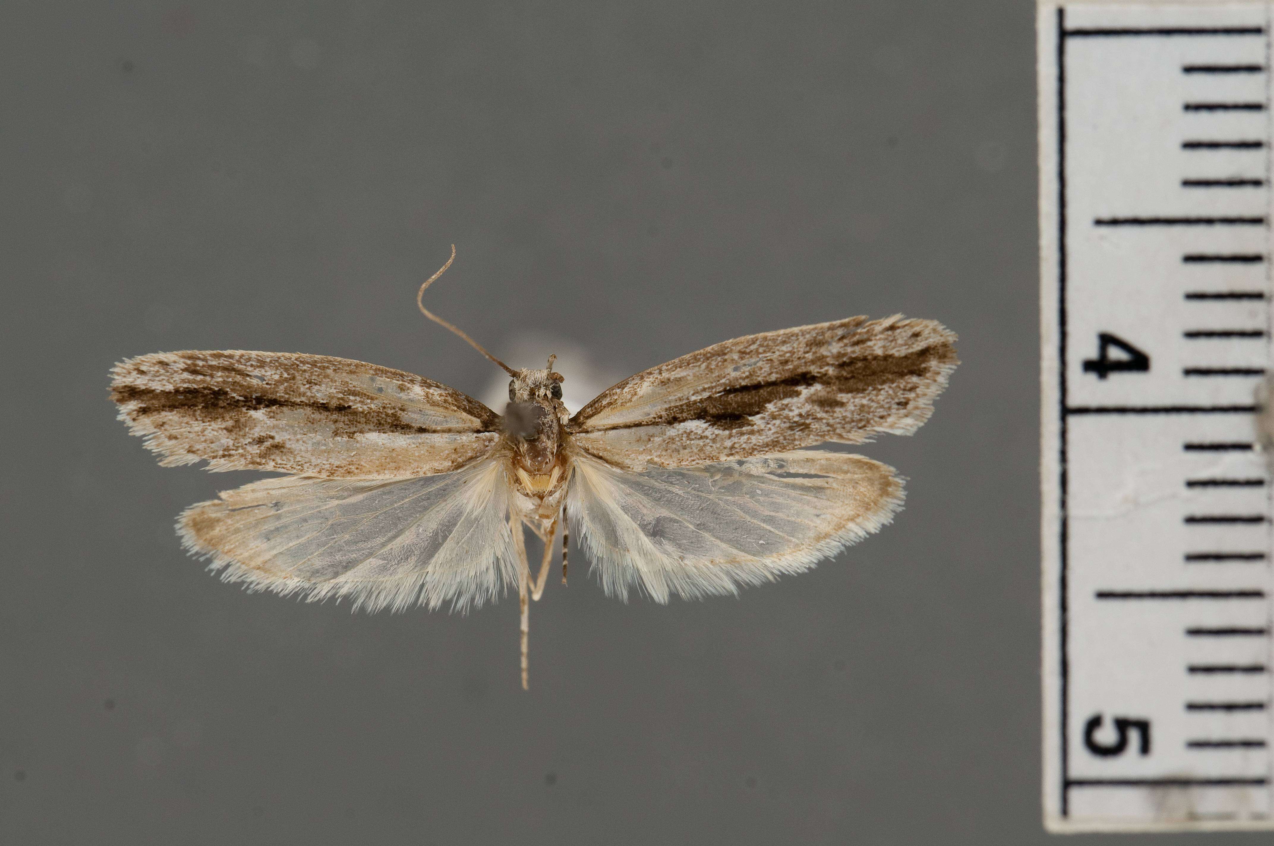 Image of Ethmia subnigritaenia Powell 1973