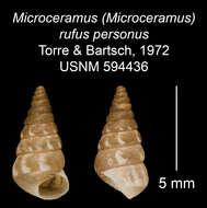 Imagem de Microceramus rufus personus C. Torre & Bartsch 2008