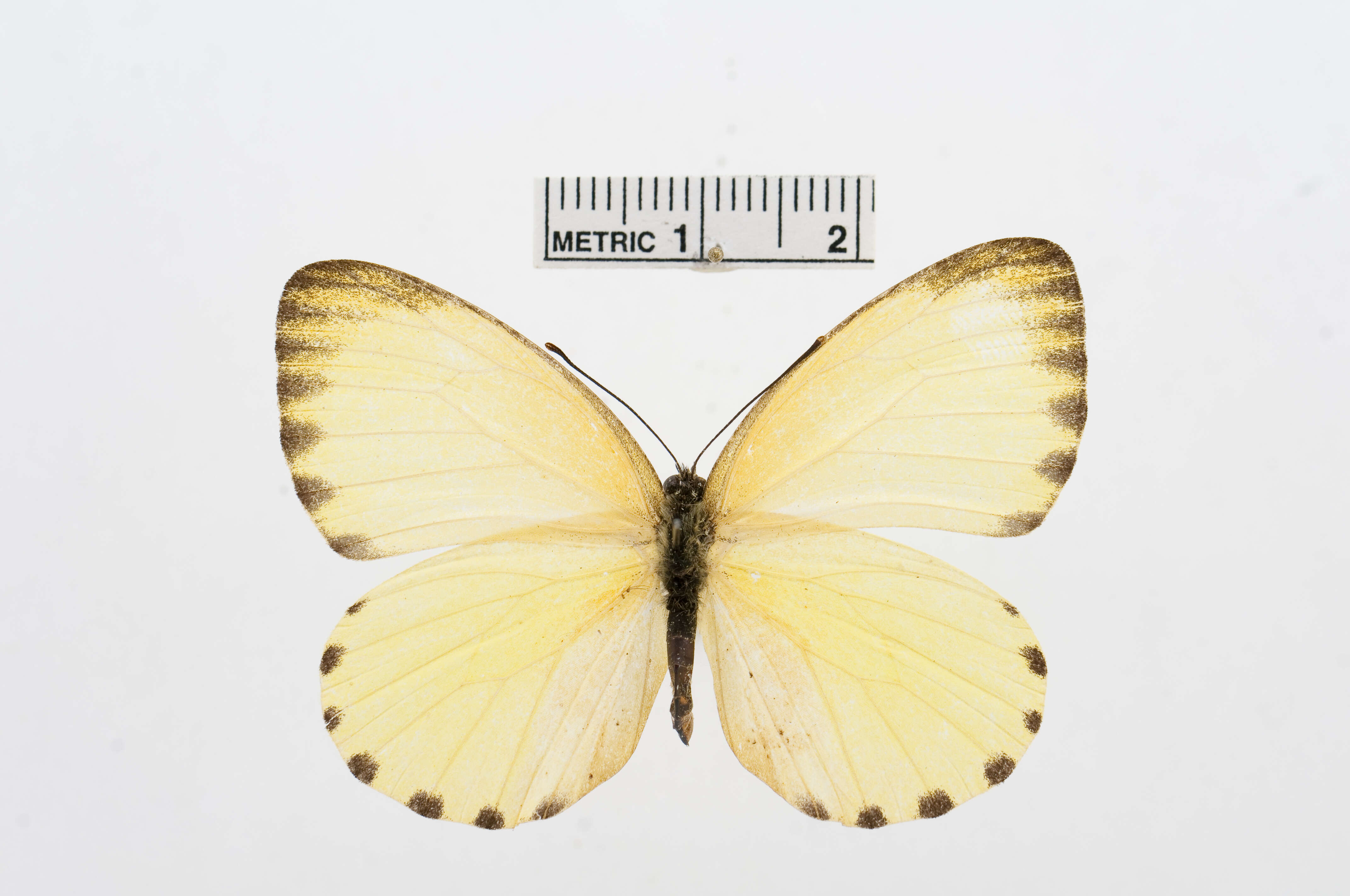 Image of Belenois solilucis Butler 1874