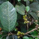 Image of Sloanea massonii Sw.