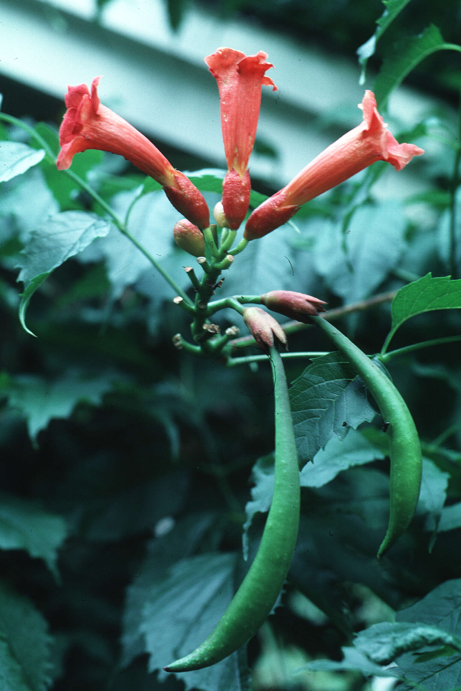 Image of trumpet creeper