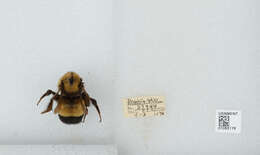 Слика од Bombus affinis Cresson 1864